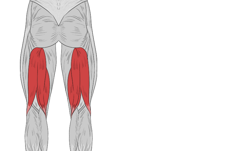 This is where the hamstring muscles are positioned on the body.